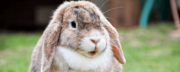 California Bans Animal-Tested Cosmetics